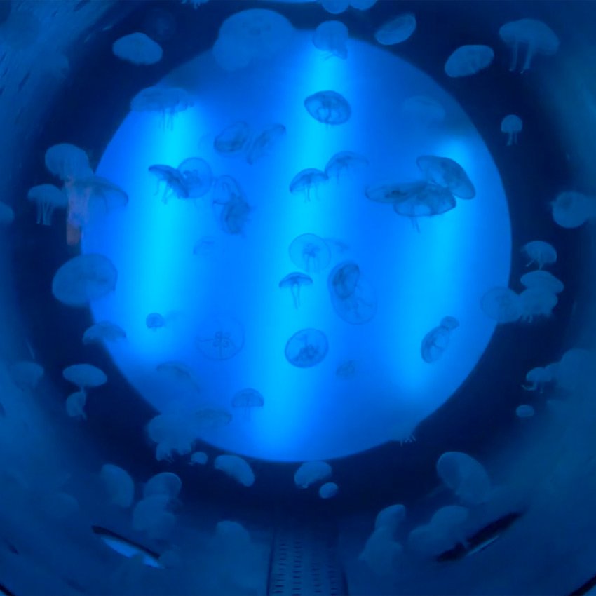 medusas en el acuario de gijón